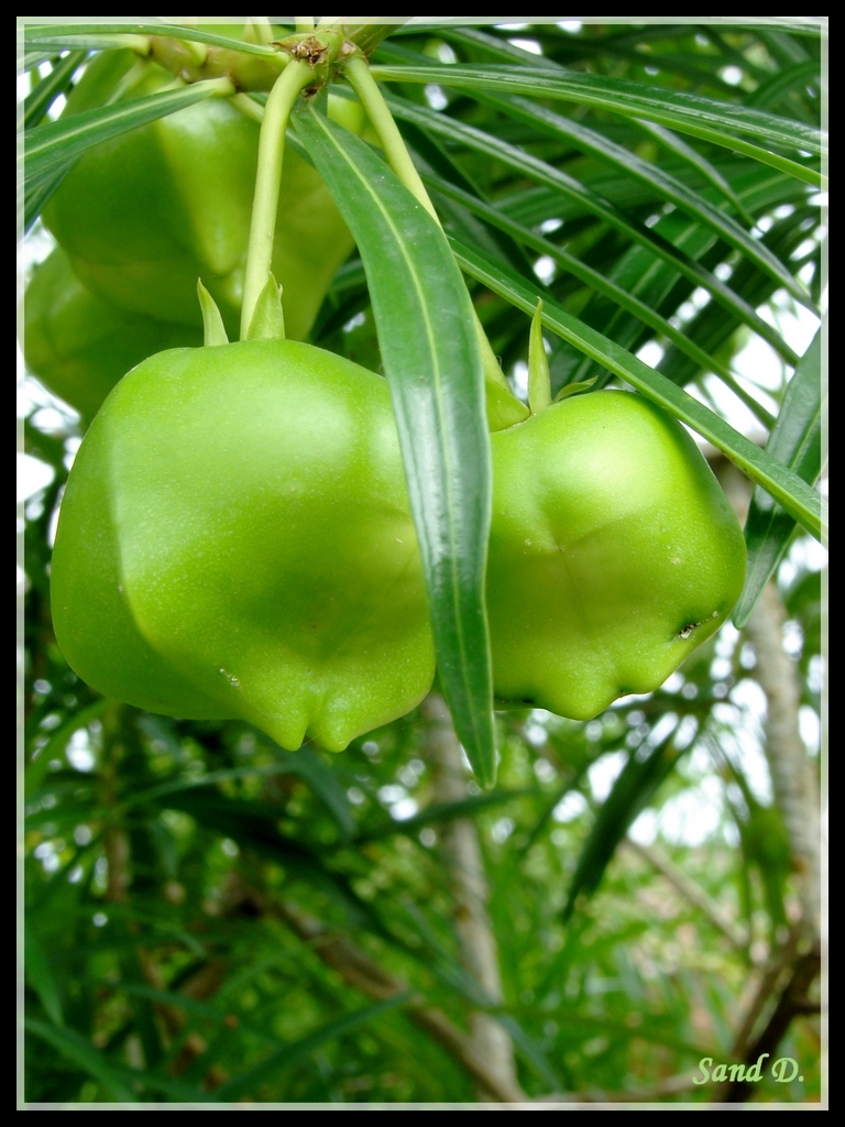 Wallpapers Nature Fruits Fruits