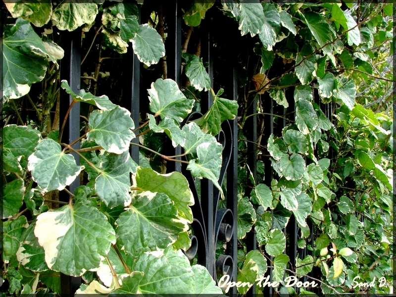 Fonds d'cran Nature Feuilles - Feuillages Open the Door