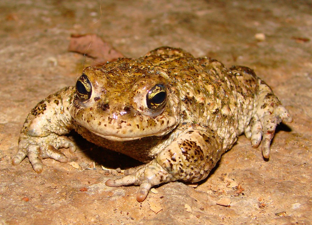 Fonds d'cran Animaux Grenouilles - Crapauds le crapaud