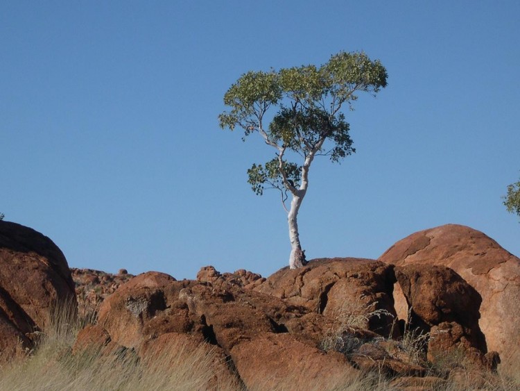 Fonds d'cran Voyages : Ocanie Australie Arbre