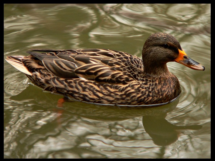 Wallpapers Animals Birds - Ducks madame