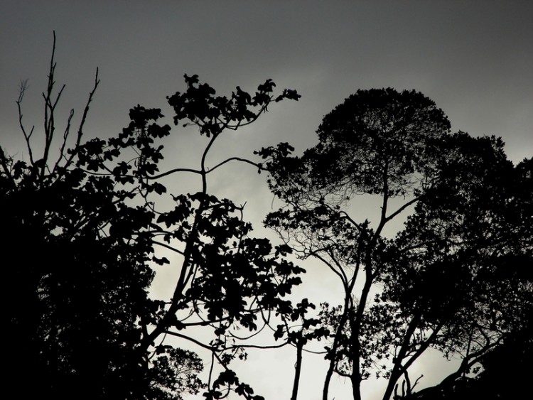 Fonds d'cran Nature Arbres - Forts Silhouettes