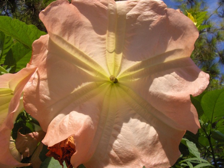 Fonds d'cran Nature Fleurs brugmansia