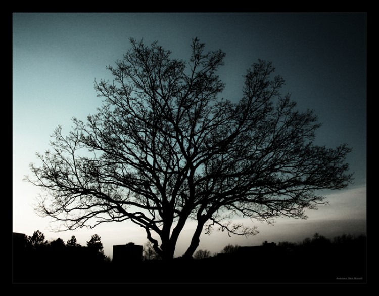 Fonds d'cran Nature Arbres - Forts L'arbre