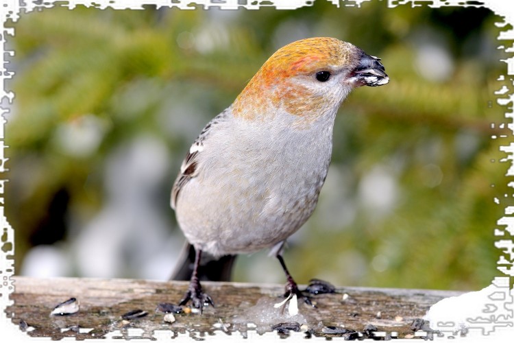 Fonds d'cran Animaux Oiseaux - Divers Dur bec