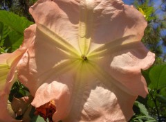 Wallpapers Nature brugmansia