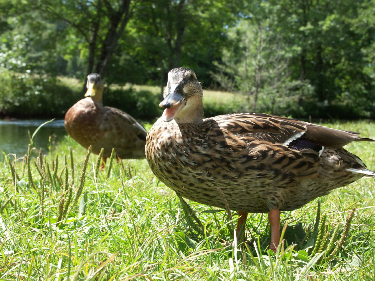 Fonds d'cran Animaux Oiseaux - Canards Le canard de Maxime.