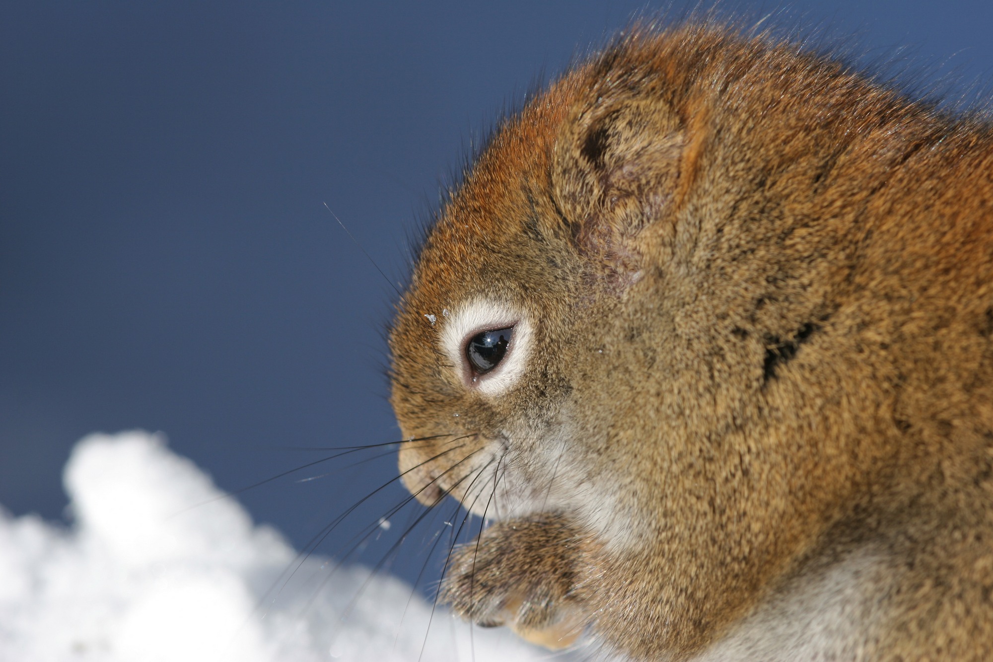 Wallpapers Animals Rodents - Misc Petit écureuil.