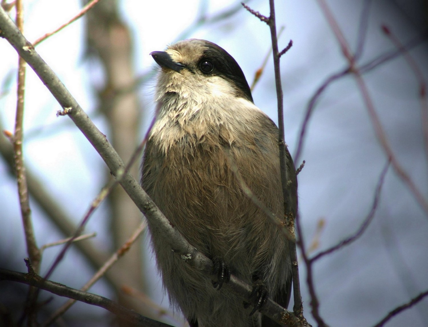 Wallpapers Animals Birds - Geais Geai du Canada.