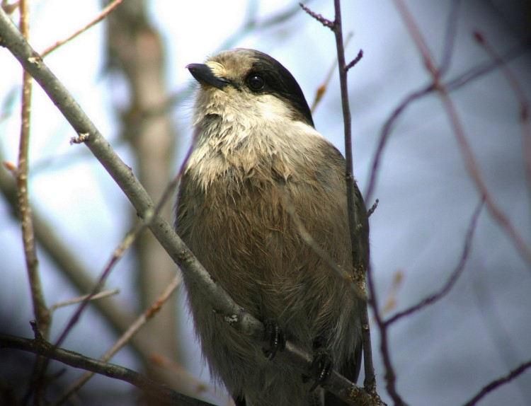 Fonds d'cran Animaux Oiseaux - Geais Geai du Canada.