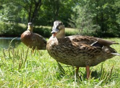 Fonds d'cran Animaux Le canard de Maxime.