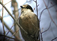 Fonds d'cran Animaux Geai du Canada.