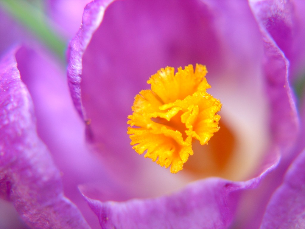 Fonds d'cran Nature Fleurs Crocus