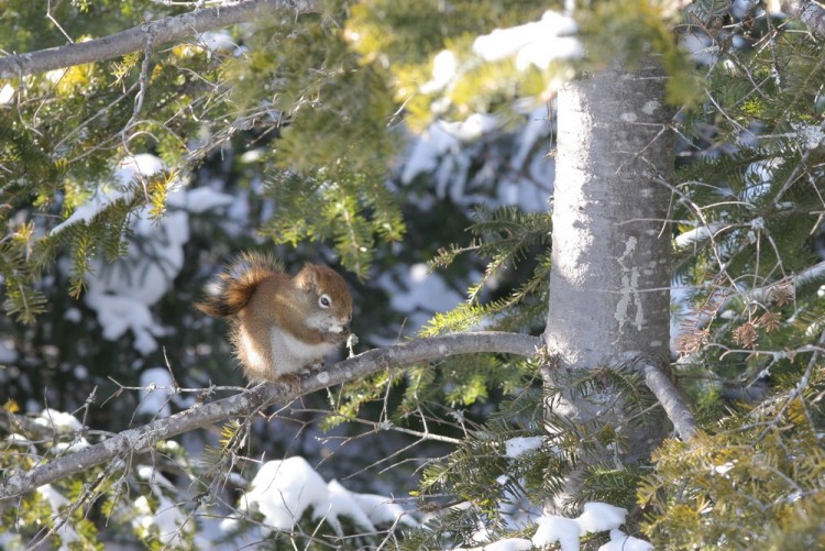 Wallpapers Animals Rodents - Misc cureuil.