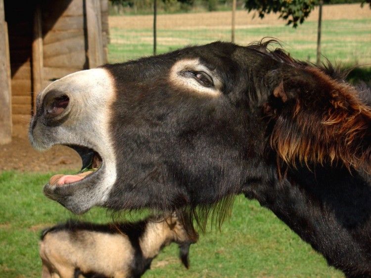 Wallpapers Animals Donkeys Ane d'Estourmelle