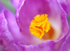 Fonds d'cran Nature Crocus