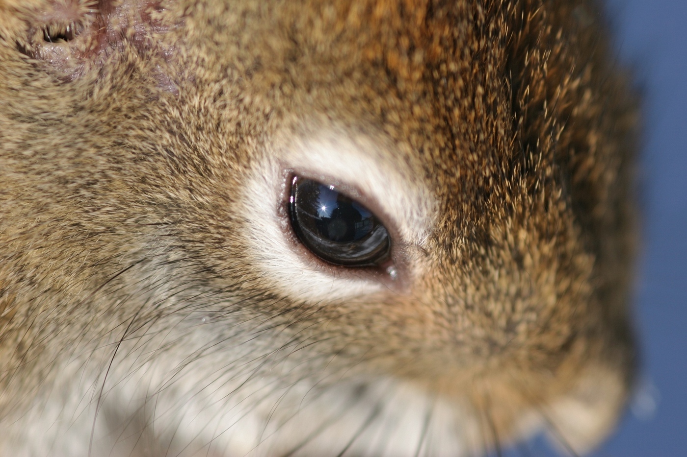 Fonds d'cran Animaux Rongeurs - Divers Photo non recadr.