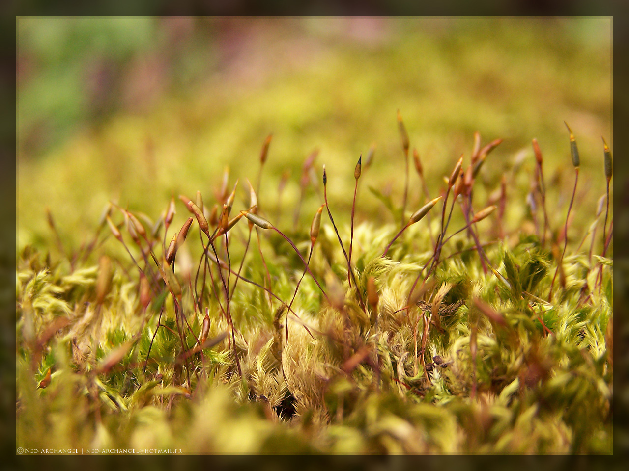 Wallpapers Nature Moss - Lichens La tête haute