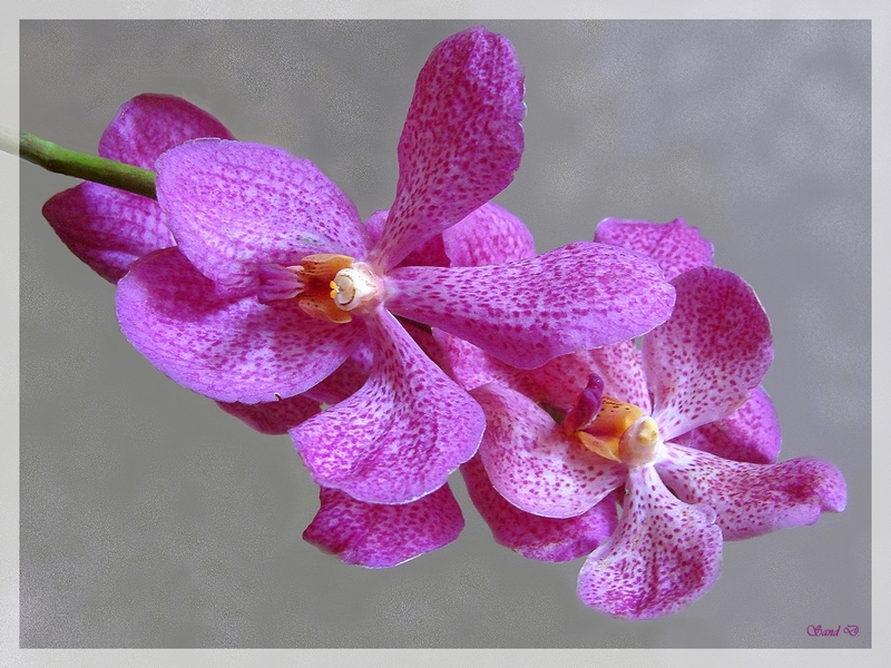 Wallpapers Nature Flowers Orchide