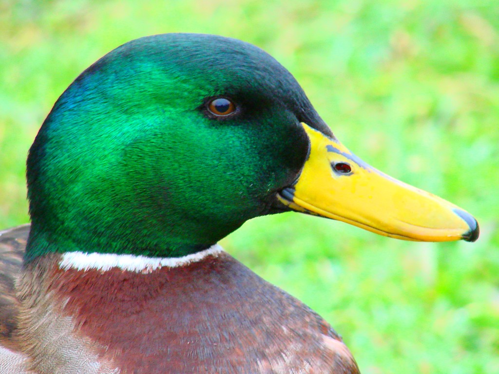 Wallpapers Animals Birds - Ducks tete de  colvert