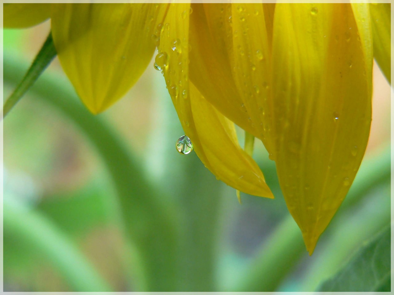 Wallpapers Nature Water - Reflection Petite goutte