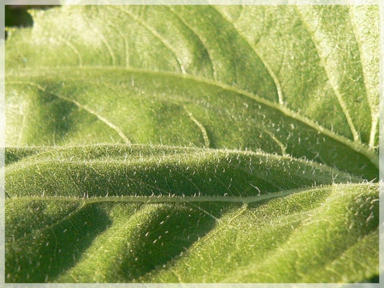 Fonds d'cran Nature Feuilles - Feuillages Vert