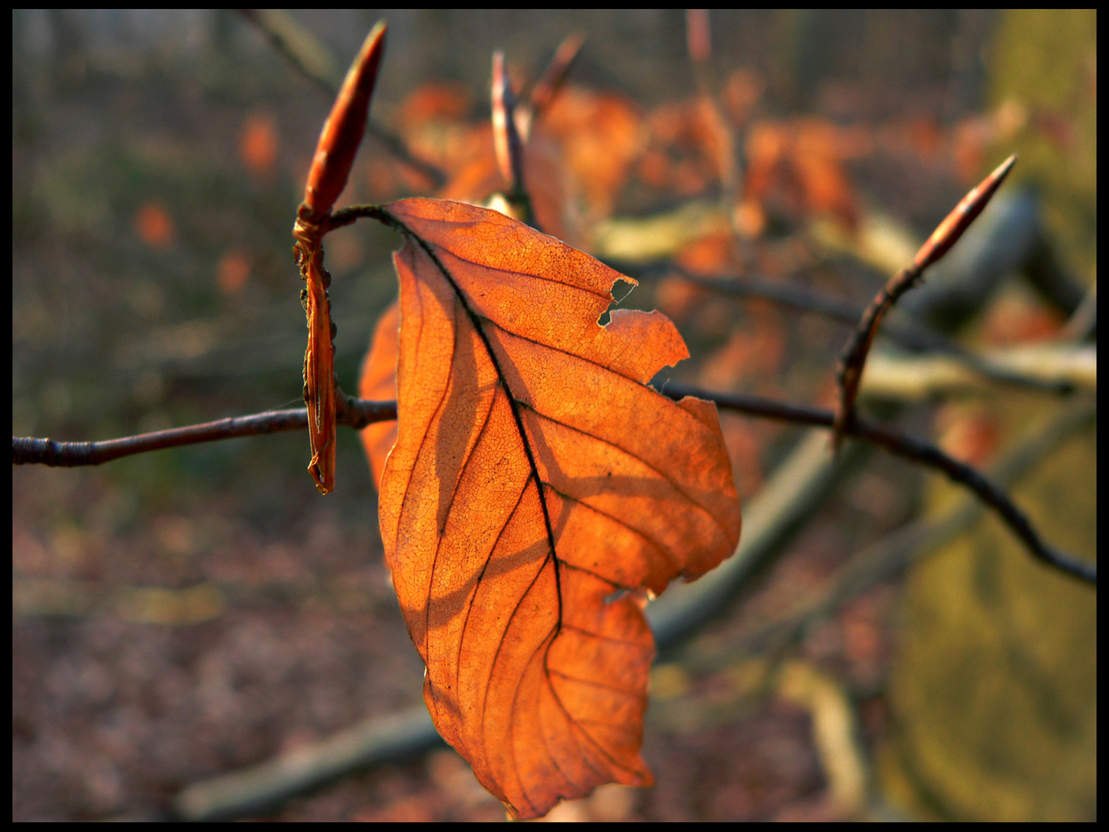 Wallpapers Nature Leaves - Foliage feuille morte