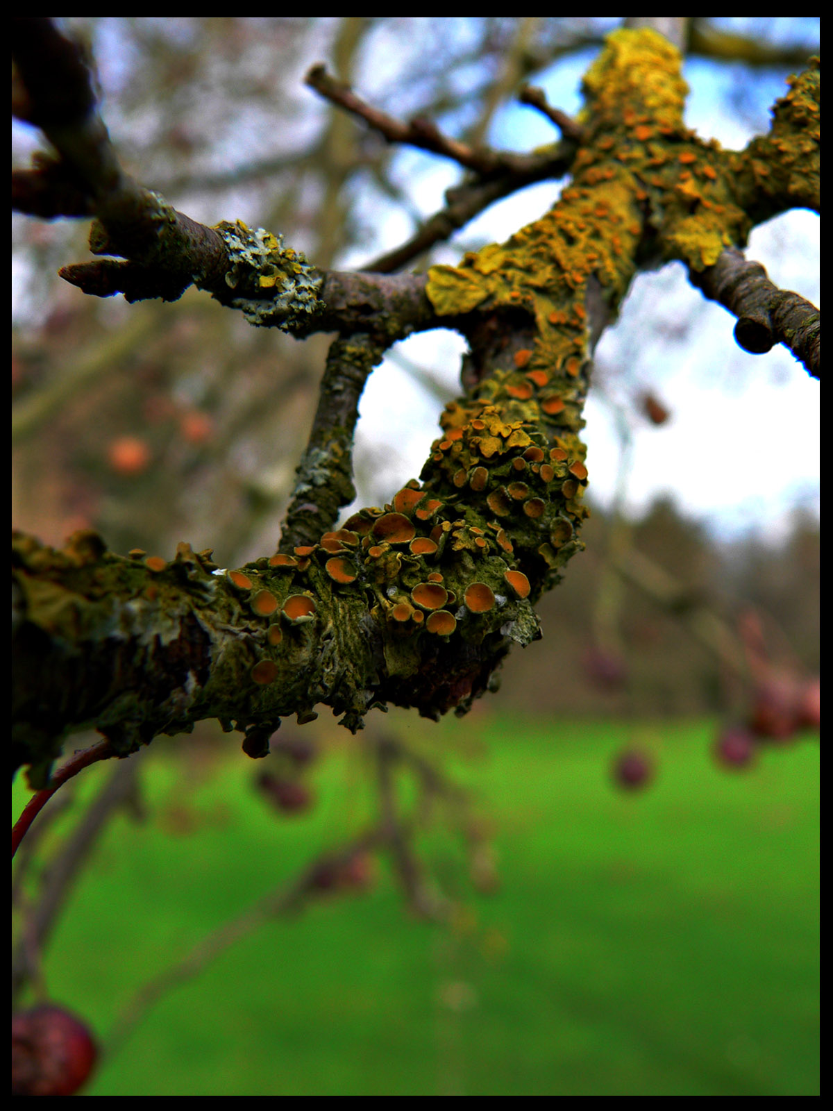 Fonds d'cran Nature Plantes - Arbustes lichens