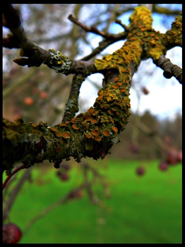 Wallpapers Nature Plants - Shrubs lichens