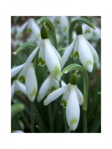 Fonds d'cran Nature Fleurs Les perce-neige