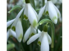 Fonds d'cran Nature Les perce-neige