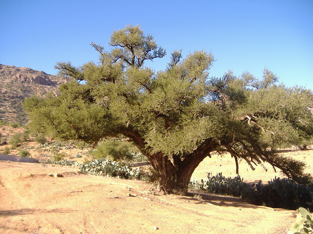 Fonds d'cran Nature Arbres - Forts ARGAN