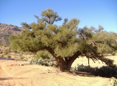 Fonds d'cran Nature ARGAN