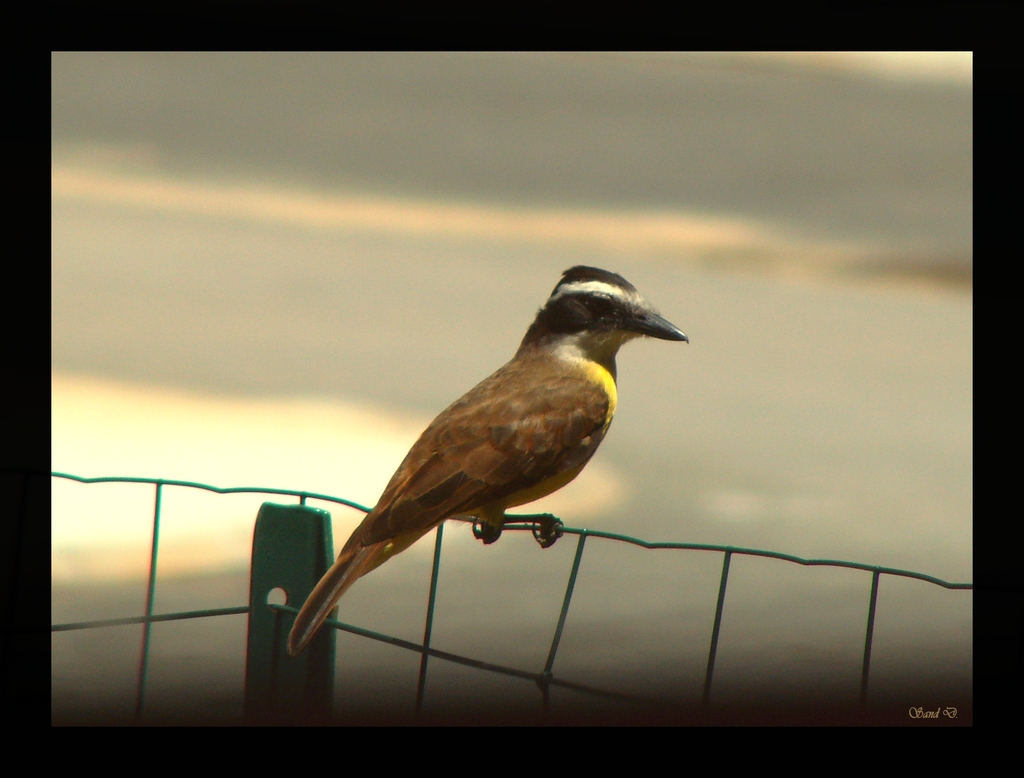 Fonds d'cran Animaux Oiseaux - Divers Kikiwi