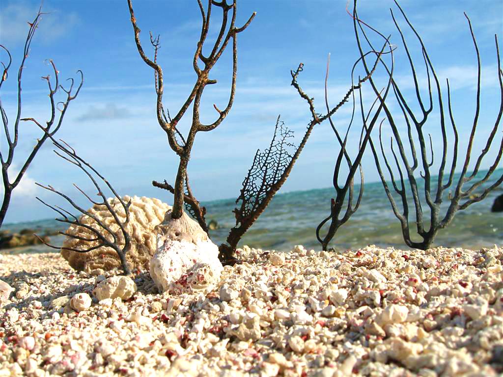 Fonds d'cran Nature Mers - Ocans - Plages la plage secrte. Mexique. Yucatan