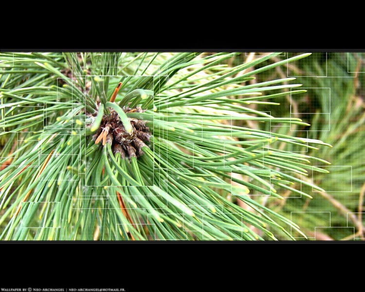 Wallpapers Nature Miscellaneous - Compositions Sous la loupe