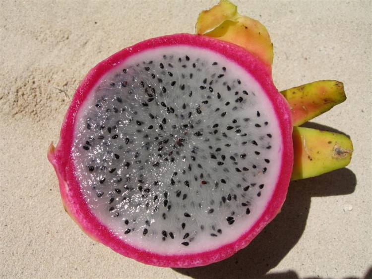 Wallpapers Nature Fruits Pitahaya