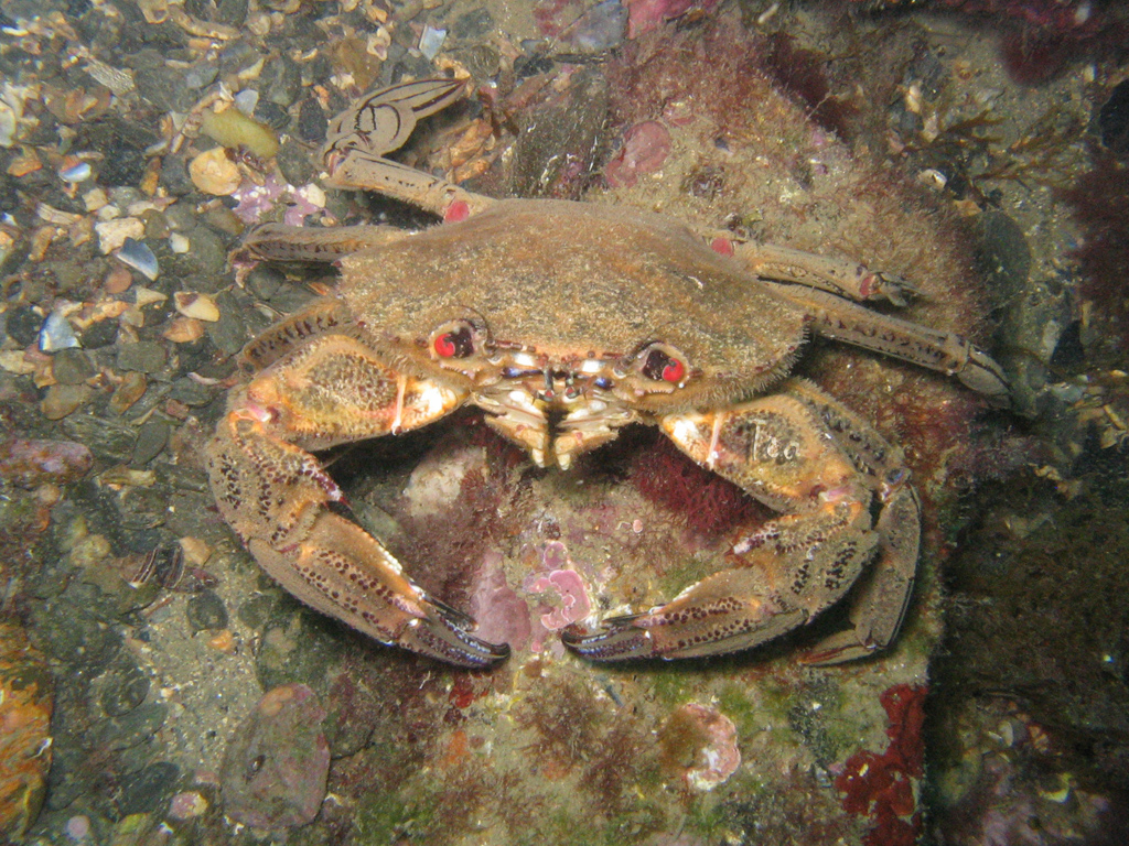 Fonds d'cran Animaux Vie marine - Crustacés crabe