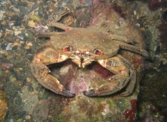 Wallpapers Animals crabe