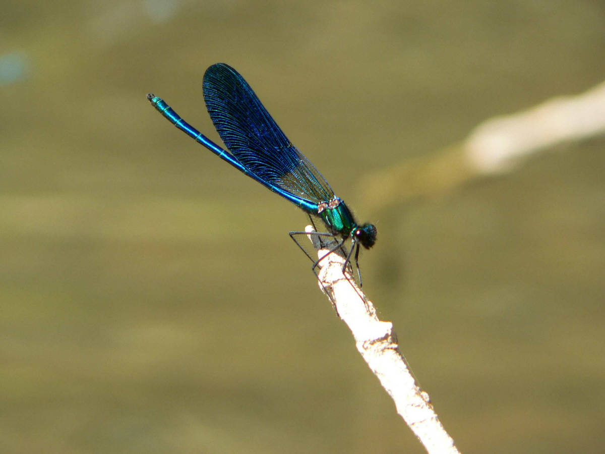 Wallpapers Animals Insects - Dragonflies 