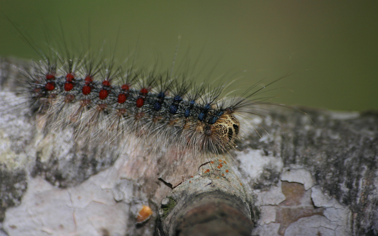 Fonds d'cran Animaux Insectes - Chenilles 