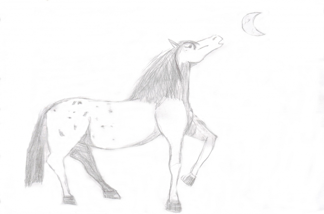 Fonds d'cran Art - Crayon Animaux - Chevaux Espoir d'un Etalon