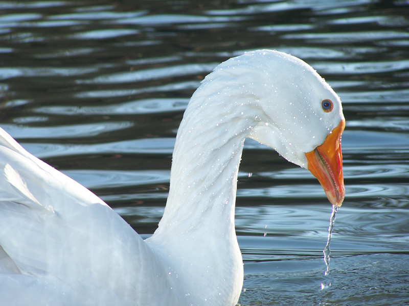 Wallpapers Animals Birds - Swans 