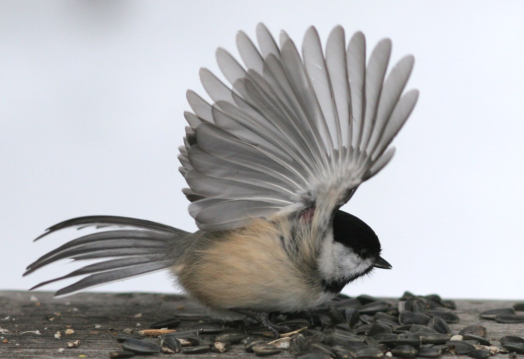 Fonds d'cran Animaux Oiseaux - Msanges Msange.