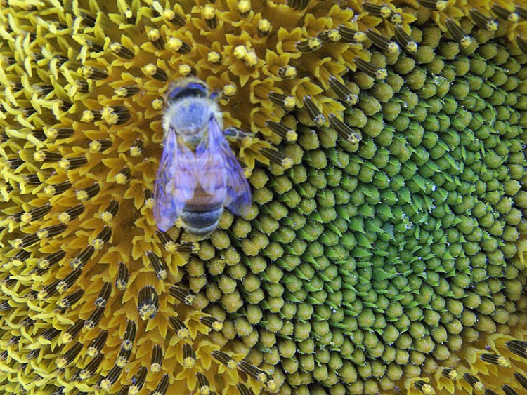 Fonds d'cran Animaux Insectes - Abeilles Gupes ... Abeille