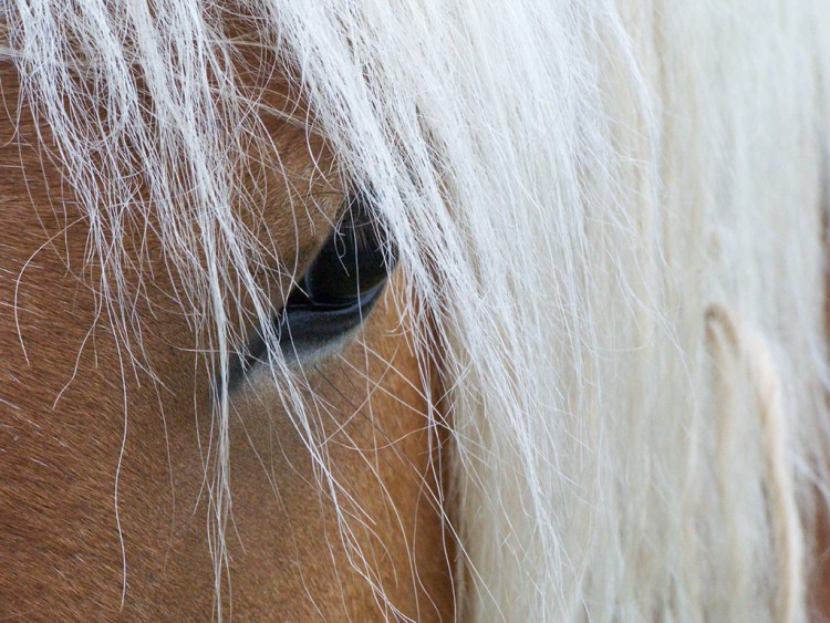 Fonds d'cran Animaux Chevaux Regard