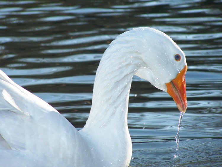 Wallpapers Animals Birds - Swans Wallpaper N163510