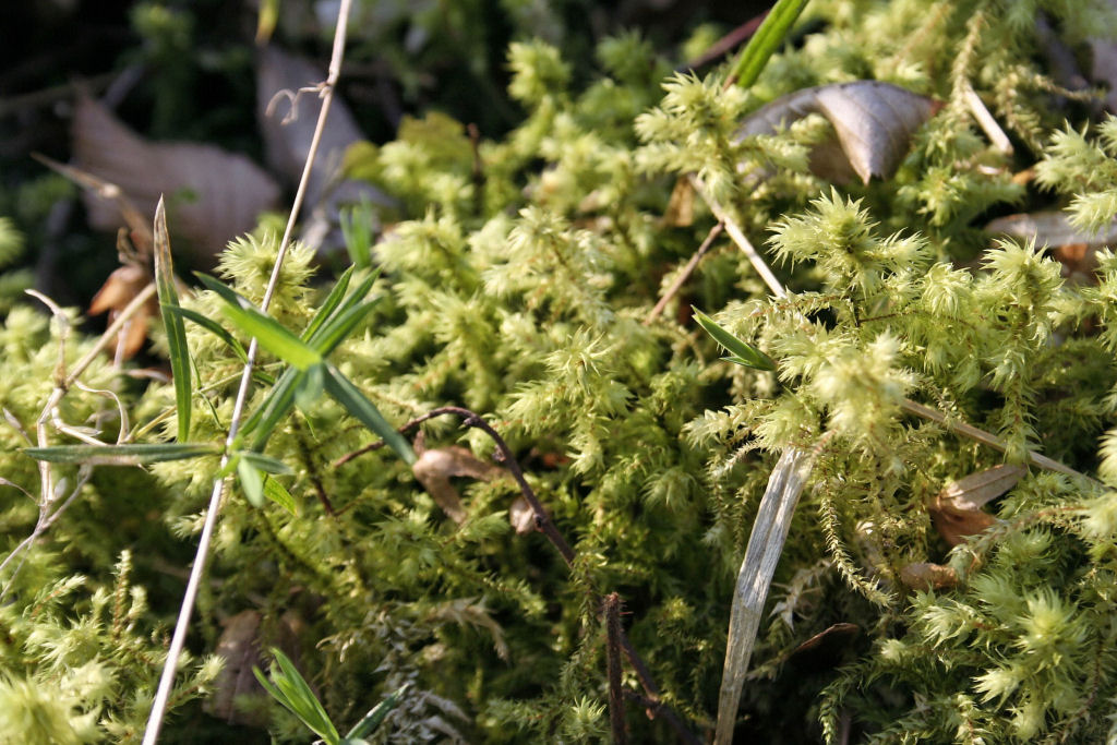 Wallpapers Nature Moss - Lichens 