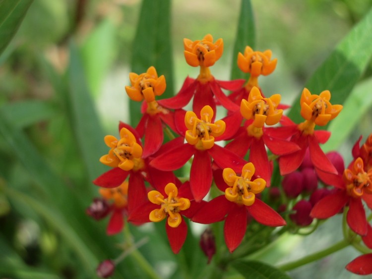 Wallpapers Nature Flowers fleurs tunisie