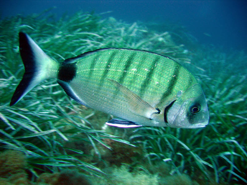 Fonds d'cran Animaux Vie marine - Poissons 